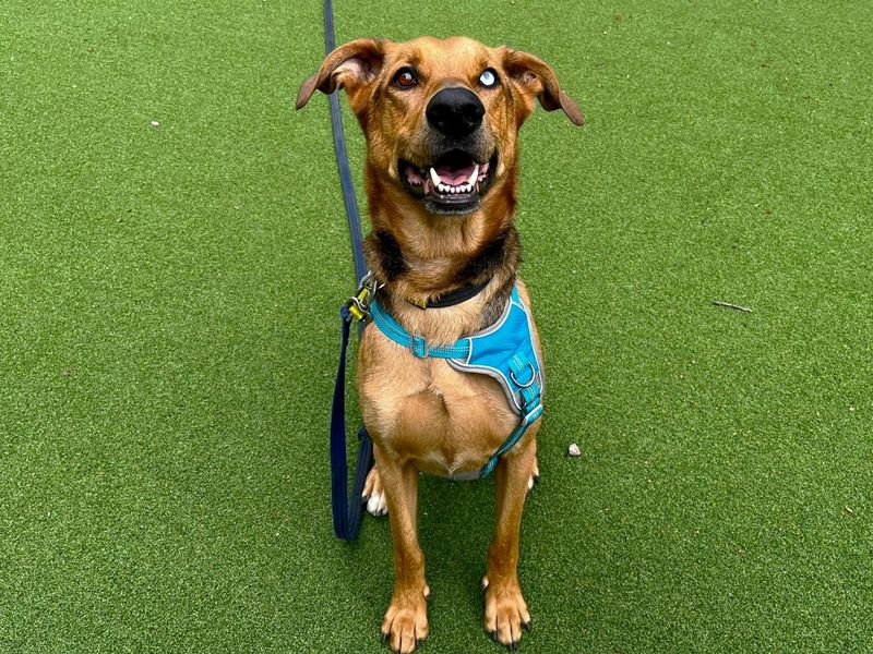 Storm | German Shepherd Dog Cross | Canterbury - 4