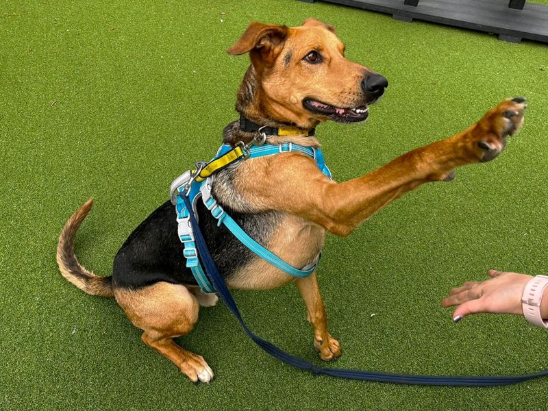 Storm | German Shepherd Dog Cross | Canterbury - 3