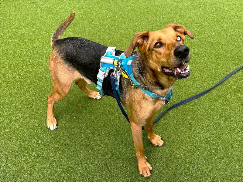 Storm | German Shepherd Dog Cross | Canterbury - 5