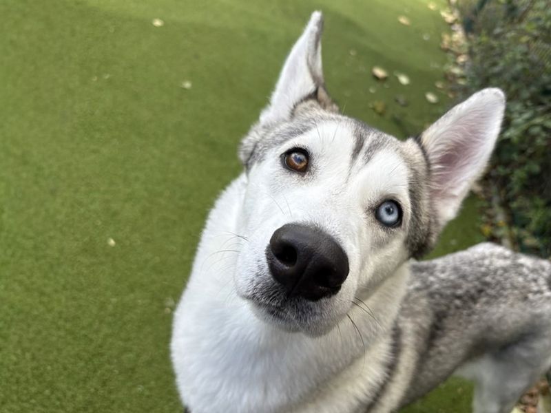 Nala | Siberian Husky | Basildon (Essex) - 1