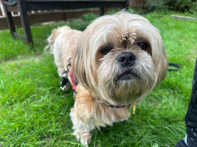 Shih Tzu for adoption in Newbury, Berks – 5 years old - Image 2 of 4