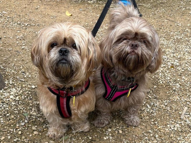 Shih Tzu for adoption in Newbury, Berks – 5 years old - Image 4 of 4