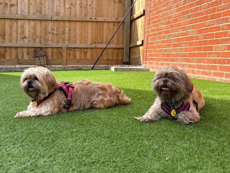 Shih Tzu for adoption in Newbury, Berks – 5 years old