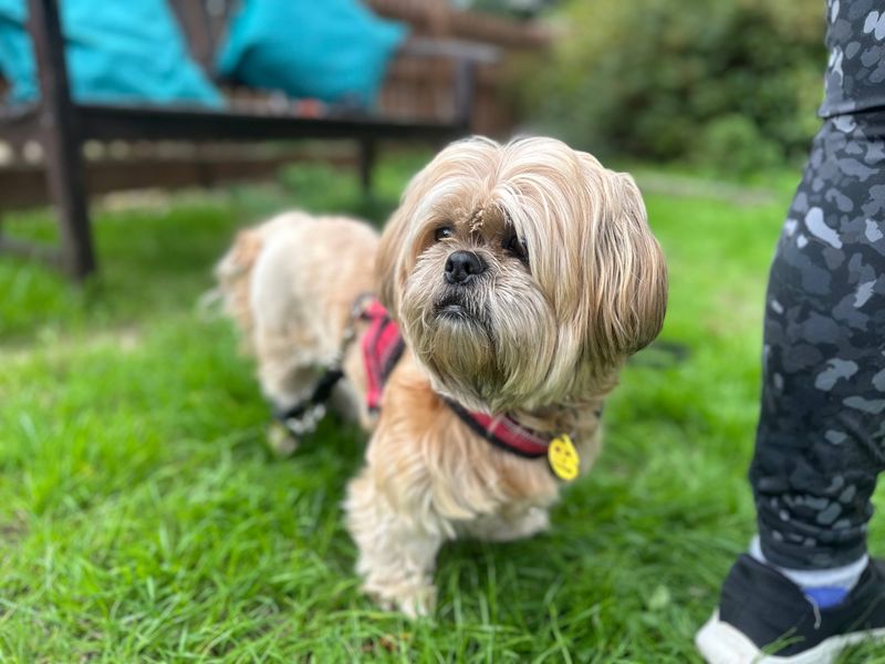 Shih Tzu for adoption in Newbury, Berks – 5 years old - Image 3 of 4