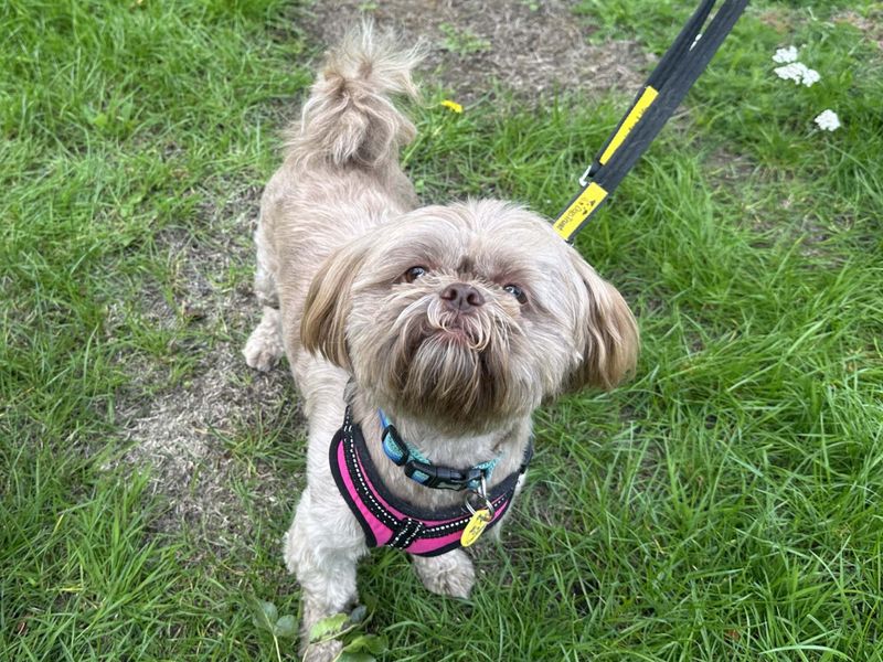 Shih Tzu for adoption in Newbury, Berks – 4 years old - Image 2 of 4