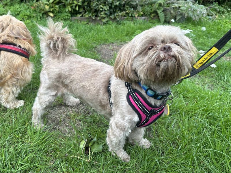 Shih Tzu for adoption in Newbury, Berks – 4 years old