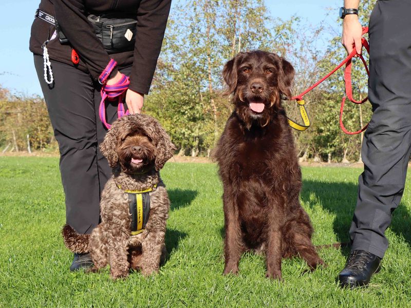 Poodle for adoption in Sadberge, Co Durham – 7 years old