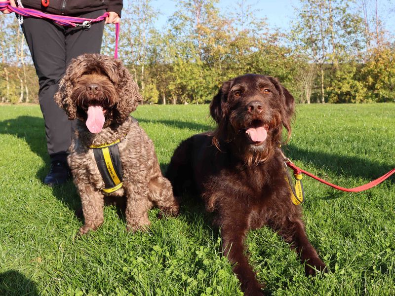Poodle for adoption in Sadberge, Co Durham – 7 years old - Image 2 of 6