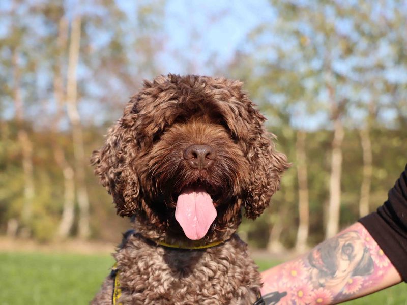 Poodle for adoption in Sadberge, Co Durham – 7 years old - Image 6 of 6