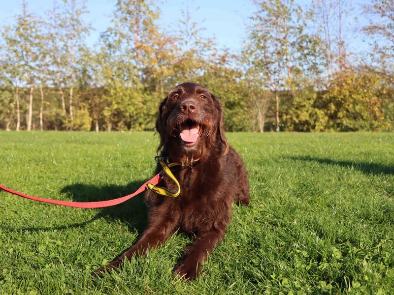 Poodle for adoption in Sadberge, Co Durham – 7 years old - Image 4 of 6
