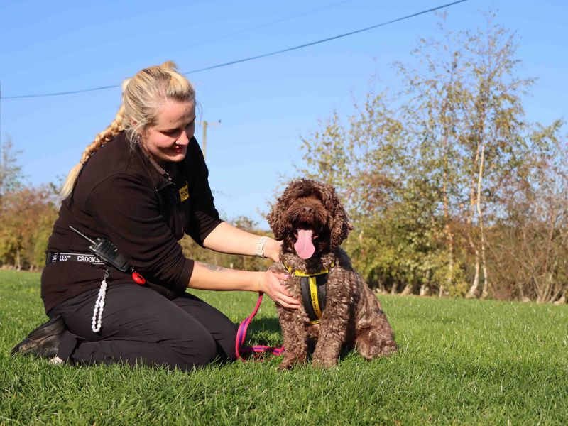 Poodle for adoption in Sadberge, Co Durham – 7 years old - Image 5 of 6