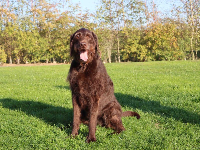 Poodle for adoption in Sadberge, Co Durham – 7 years old - Image 3 of 6