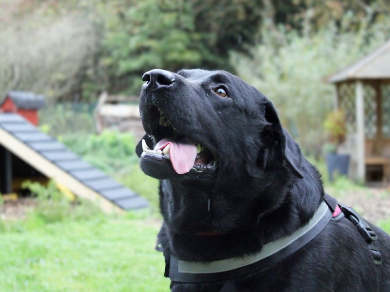 Bruno | Retriever (Labrador) | Merseyside (Liverpool) - 1
