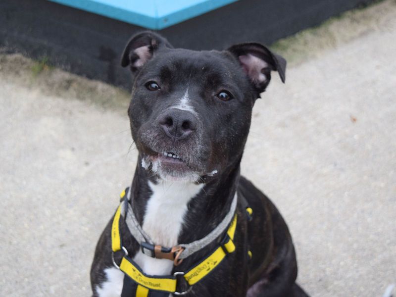 Staffordshire Bull Terrier for adoption in Uxbridge, London – 1 year old