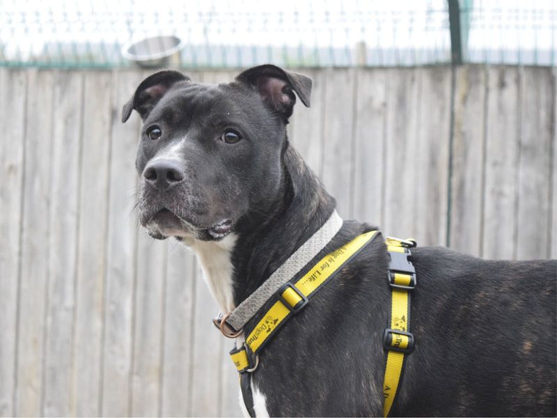 Staffordshire Bull Terrier for adoption in Uxbridge, London – 1 year old - Image 2 of 3