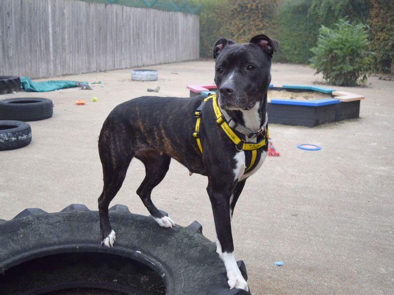 Staffordshire Bull Terrier for adoption in Uxbridge, London – 1 year old - Image 3 of 3