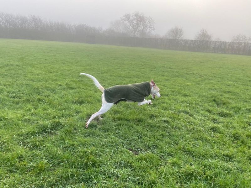 undefined | Lurcher | undefined - 4