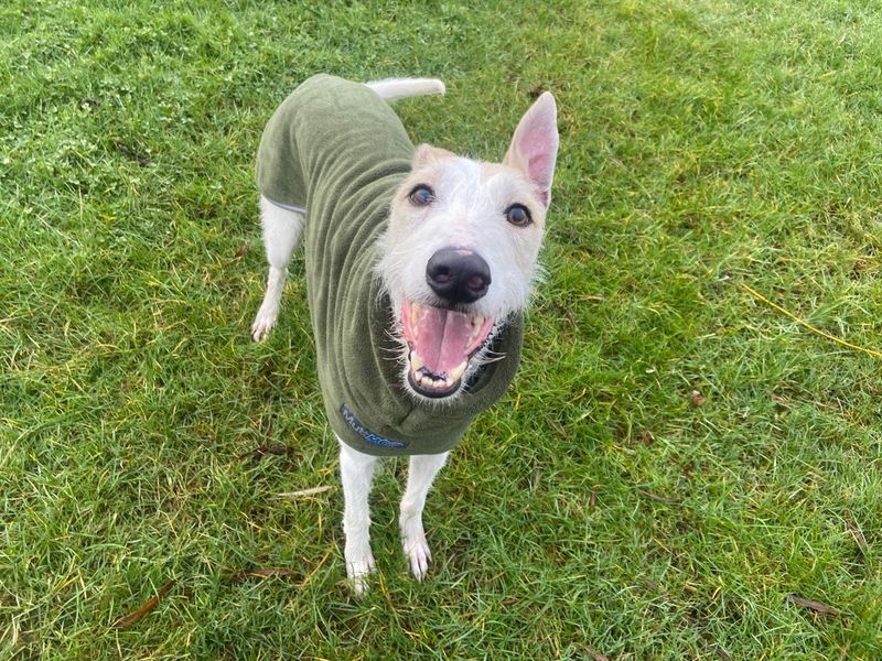 undefined | Lurcher | undefined - 2