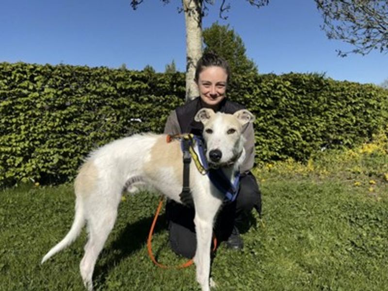 undefined | Lurcher | undefined - 8