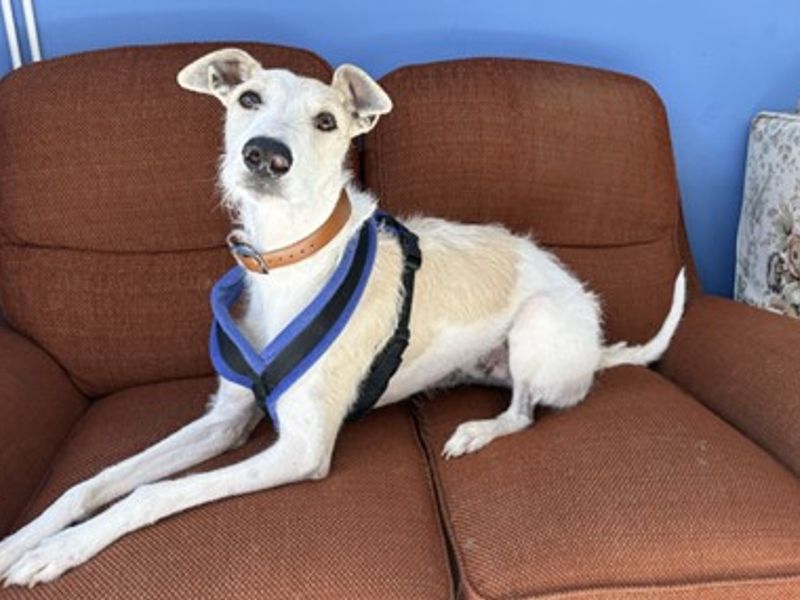 undefined | Lurcher | undefined - 7