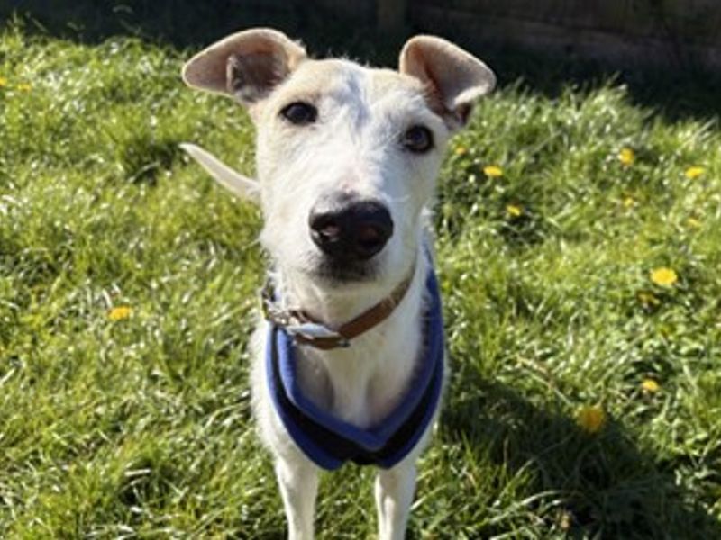 undefined | Lurcher | undefined - 6