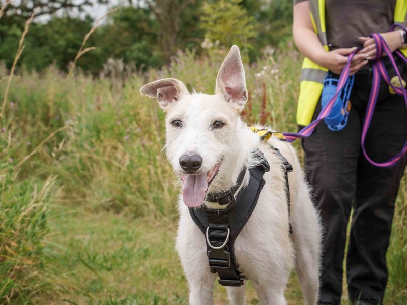 Jago | Lurcher | Loughborough - 9