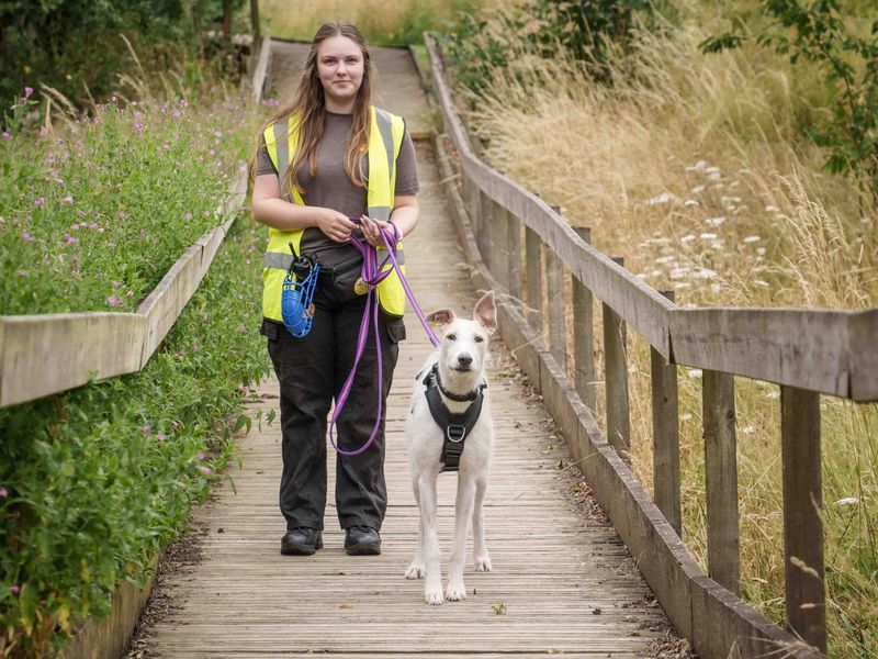 Jago | Lurcher | Loughborough - 8