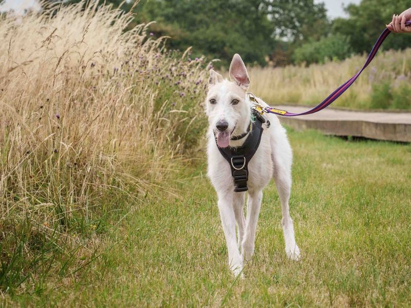 Jago | Lurcher | Loughborough - 5