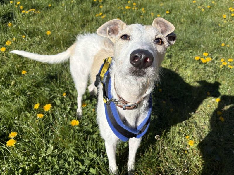 Jago | Lurcher | Loughborough - 5