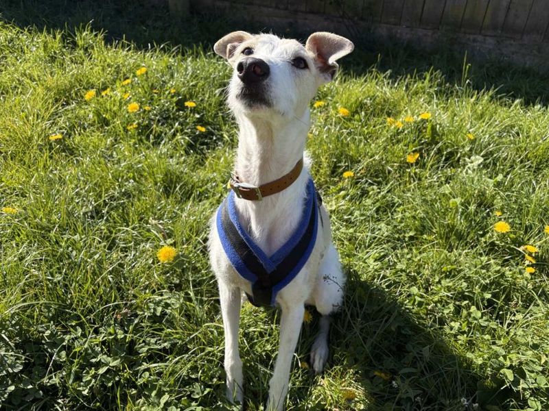 Jago | Lurcher | Loughborough - 8