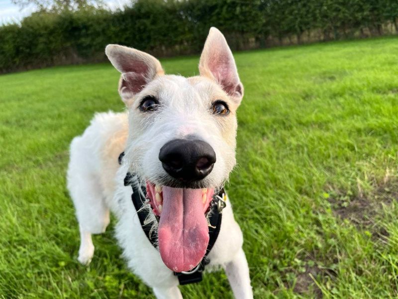 Jago | Lurcher | Loughborough - 13