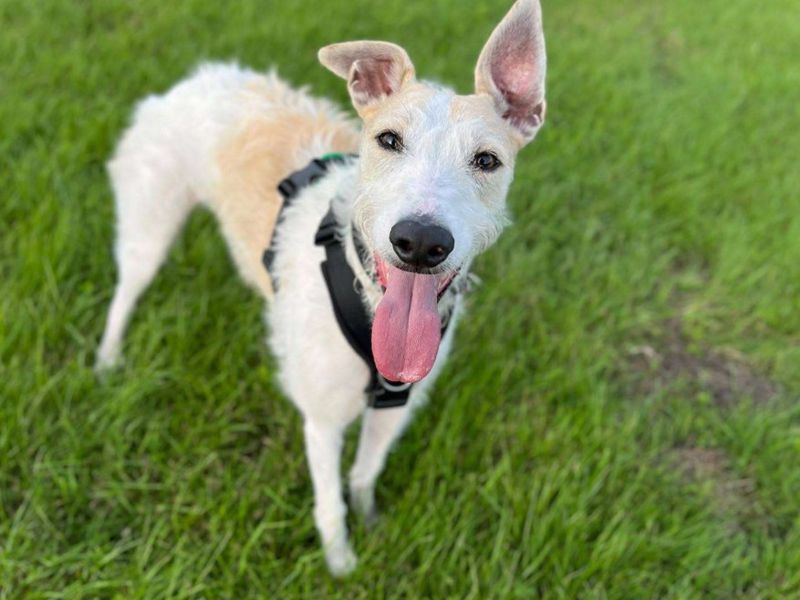 Jago | Lurcher | Loughborough - 6