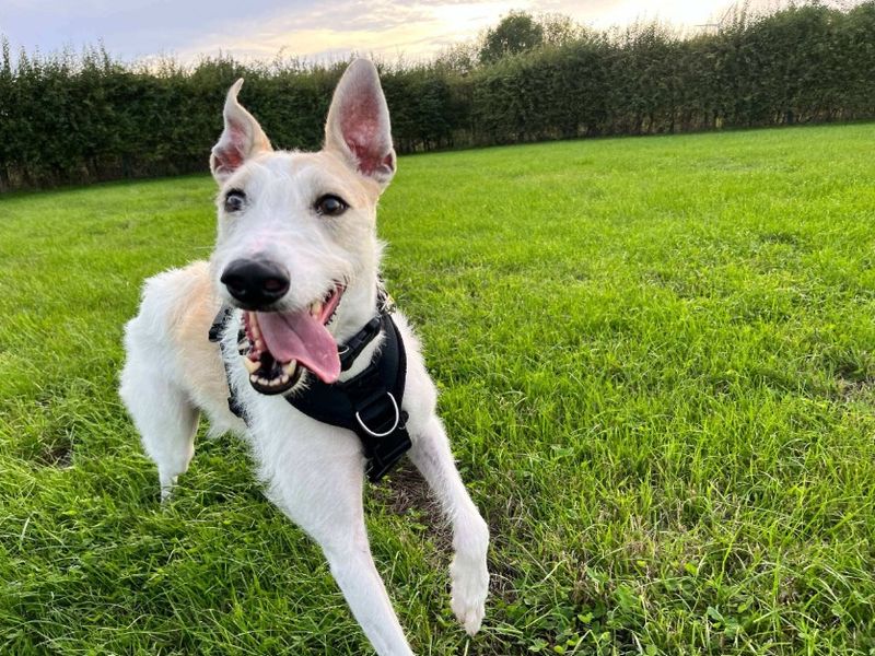 Jago | Lurcher | Loughborough - 11