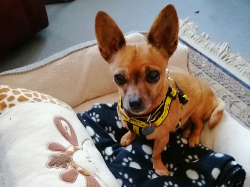 Chihuahua for adoption in Telford, Shropshire – 10 years old - Image 2 of 5