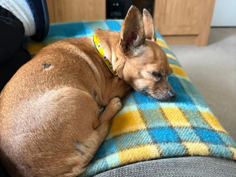 Chihuahua for adoption in Telford, Shropshire – 10 years old - Image 3 of 5