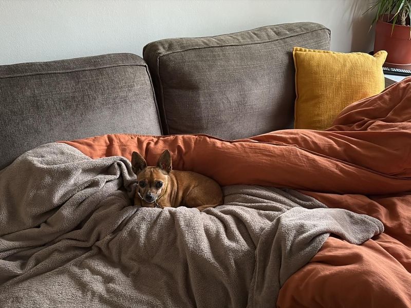 Chihuahua for adoption in Telford, Shropshire – 10 years old - Image 4 of 5