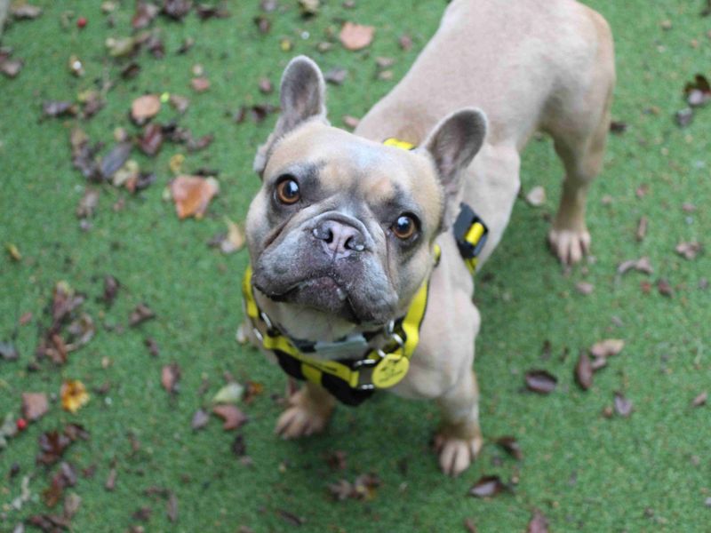 French Bulldog for adoption in Glasgow, Scotland – 3 years old - Image 3 of 3