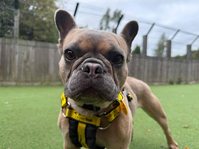 French Bulldog for adoption in Glasgow, Scotland – 3 years old - Image 2 of 3