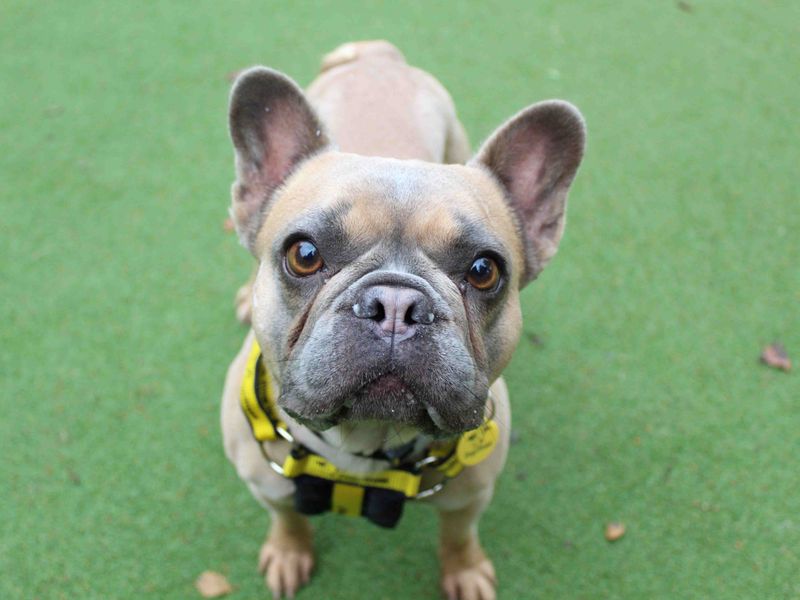 French Bulldog for adoption in Glasgow, Scotland – 3 years old