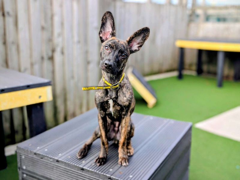 Greyhound for adoption in Cardiff, Glamorgan – 6 months old - Image 5 of 7