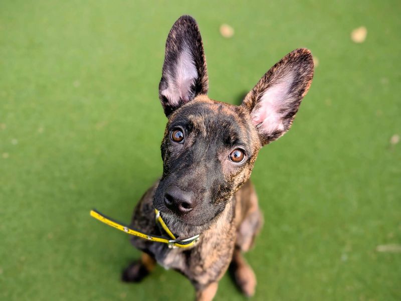 Greyhound for adoption in Cardiff, Glamorgan – 6 months old - Image 2 of 7