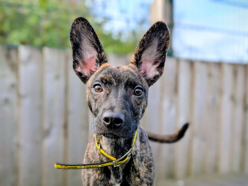 Greyhound for adoption in Cardiff, Glamorgan – 6 months old - Image 7 of 7
