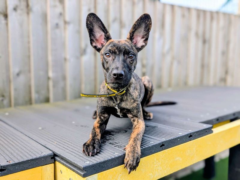 French Bulldog for adoption in Cardiff, Glamorgan – 6 months old
