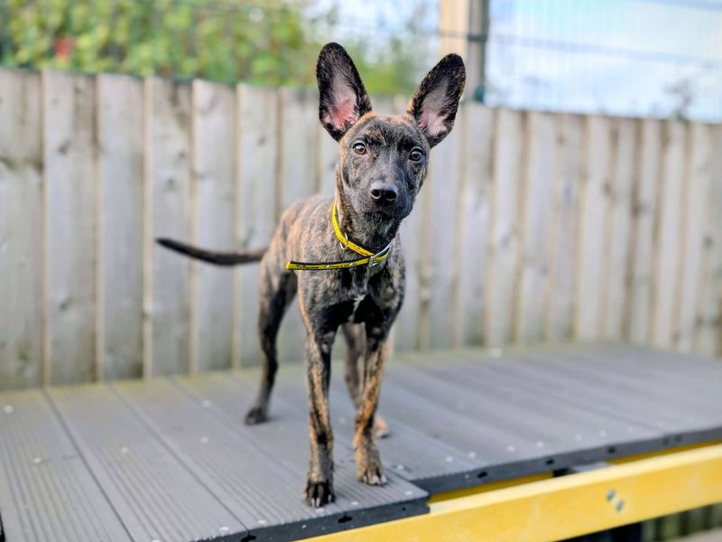 Greyhound for adoption in Cardiff, Glamorgan – 6 months old - Image 6 of 7