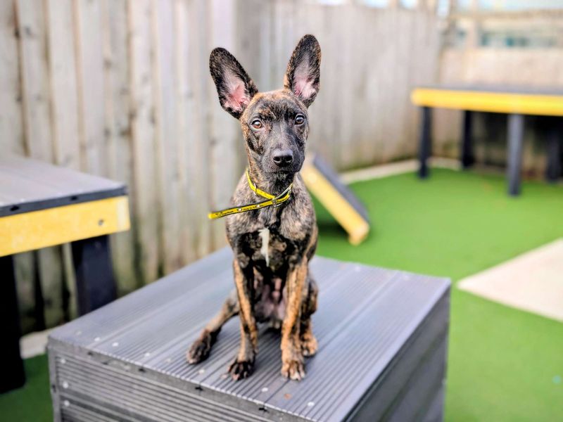 Greyhound for adoption in Cardiff, Glamorgan – 6 months old - Image 3 of 7