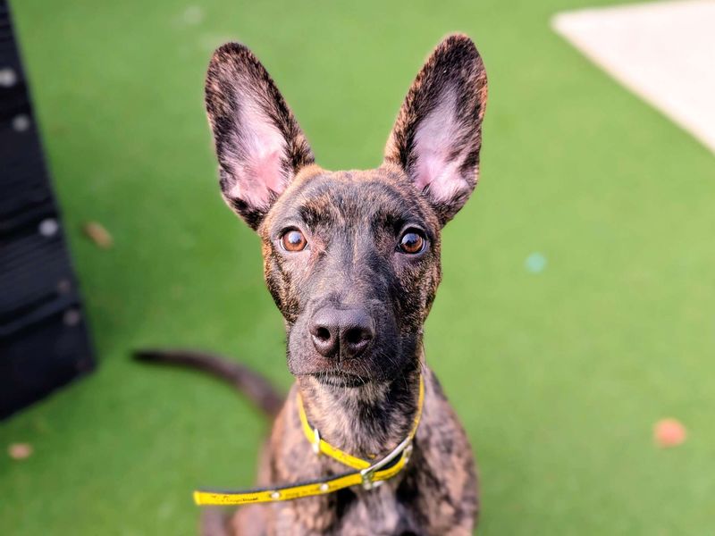 Greyhound for adoption in Cardiff, Glamorgan – 6 months old - Image 4 of 7