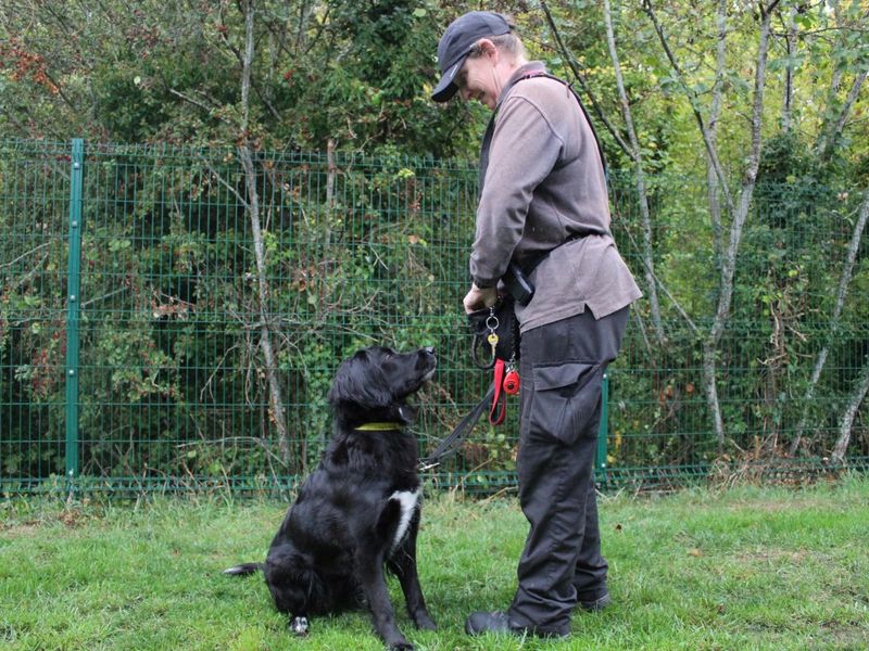 German Shepherd for adoption in Evesham, Worcestershire – 4 years old