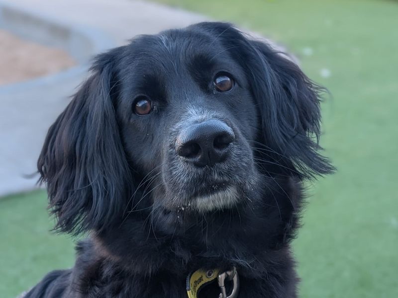 Springer Spaniel for adoption in Evesham, Worcestershire – 4 years old - Image 2 of 2