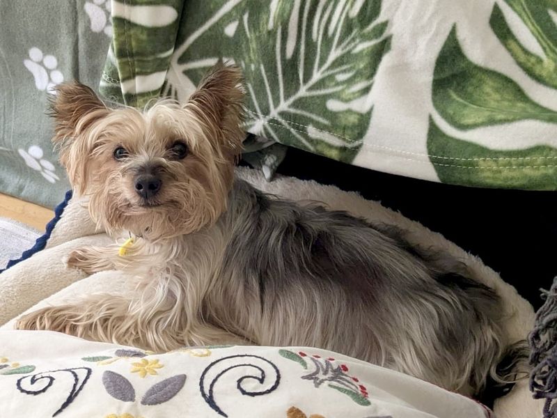 Yorkshire Terrier for adoption in Uxbridge, Greater London – 8 years old - Image 2 of 2
