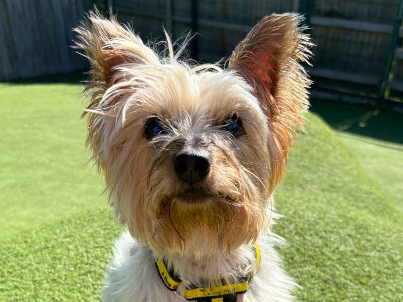 Kimmy | Terrier (Yorkshire) | Harefield West London - 1